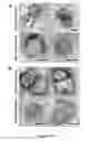 Fig. 12 - Arenavirus vaccine