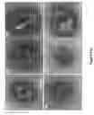 Fig. 13 - Arenavirus vaccine