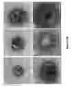 Fig. 14 - Arenavirus vaccine