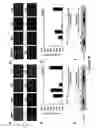 Fig. 22 - Arenavirus vaccine