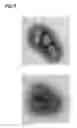 Fig. 06 - Vaccine containing virus-like particles