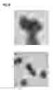 Fig. 07 - Vaccine containing virus-like particles