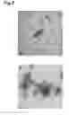 Fig. 09 - Vaccine containing virus-like particles