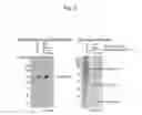 Fig. 10 - Adjuvant for mucosal vaccine