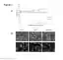 Fig. 08 - Ultrashort peptides as exogenous second harmonic probes for bioimaging applications