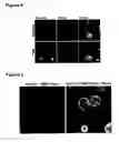 Fig. 08 - Optical imaging probes