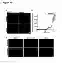 Fig. 09 - Optical imaging probes