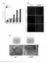 Fig. 13 - Thermosensitive biodegradable hydrogel