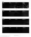 Fig. 19 - Thermosensitive biodegradable hydrogel