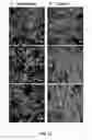 Fig. 22 - Nickel Titanium Oxide Coated Articles