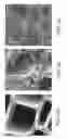 Fig. 03 - Biochar aggregate particles