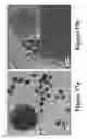 Fig. 18 - Metal phosphide catalysts and methods for making the same and uses thereof