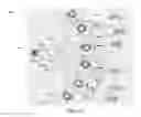 Fig. 13 - Saw chain link with one or more oversized rivet holes