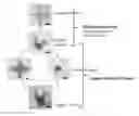 Fig. 01 - Fabrication and application of shape memory polymer possessing transesterification induced permanent reshaping property