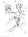Fig. 06 - Horseman-securing device, saddle, and saddle securing device for preventing a horseman from falling off a four-legged animal