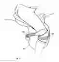 Fig. 08 - Horseman-securing device, saddle, and saddle securing device for preventing a horseman from falling off a four-legged animal