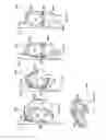 Fig. 16 - Horseman-securing device, saddle, and saddle securing device for preventing a horseman from falling off a four-legged animal