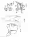 Fig. 27 - Horseman-securing device, saddle, and saddle securing device for preventing a horseman from falling off a four-legged animal