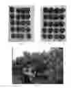 Fig. 06 - QUANTUM CARRIER FOR IMPROVING SOIL FUNCTION AND METHOD OF PREPARATION THEREOF