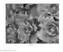 Fig. 10 - QUANTUM CARRIER FOR IMPROVING SOIL FUNCTION AND METHOD OF PREPARATION THEREOF