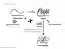 Fig. 12 - Benzothiazole compound and medicine containing same