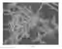 Fig. 08 - Solvate of cyclic peptide compound, preparation method for same, and uses thereof