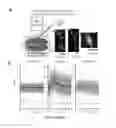 Fig. 25 - Red genetically encoded calcium indicators and methods of use