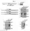 Fig. 02 - NUCLEOTIDE REPEAT EXPANSION-ASSOCIATED POLYPEPTIDES AND USES THEREOF