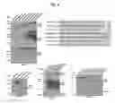 Fig. 03 - NUCLEOTIDE REPEAT EXPANSION-ASSOCIATED POLYPEPTIDES AND USES THEREOF