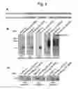 Fig. 04 - NUCLEOTIDE REPEAT EXPANSION-ASSOCIATED POLYPEPTIDES AND USES THEREOF