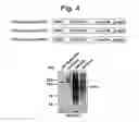 Fig. 05 - NUCLEOTIDE REPEAT EXPANSION-ASSOCIATED POLYPEPTIDES AND USES THEREOF