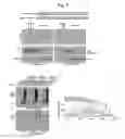 Fig. 08 - NUCLEOTIDE REPEAT EXPANSION-ASSOCIATED POLYPEPTIDES AND USES THEREOF