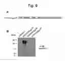 Fig. 10 - NUCLEOTIDE REPEAT EXPANSION-ASSOCIATED POLYPEPTIDES AND USES THEREOF