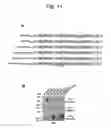 Fig. 12 - NUCLEOTIDE REPEAT EXPANSION-ASSOCIATED POLYPEPTIDES AND USES THEREOF