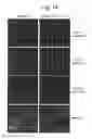 Fig. 15 - NUCLEOTIDE REPEAT EXPANSION-ASSOCIATED POLYPEPTIDES AND USES THEREOF