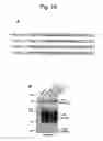 Fig. 16 - NUCLEOTIDE REPEAT EXPANSION-ASSOCIATED POLYPEPTIDES AND USES THEREOF