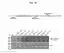 Fig. 17 - NUCLEOTIDE REPEAT EXPANSION-ASSOCIATED POLYPEPTIDES AND USES THEREOF