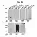 Fig. 20 - NUCLEOTIDE REPEAT EXPANSION-ASSOCIATED POLYPEPTIDES AND USES THEREOF