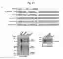 Fig. 22 - NUCLEOTIDE REPEAT EXPANSION-ASSOCIATED POLYPEPTIDES AND USES THEREOF