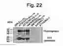 Fig. 23 - NUCLEOTIDE REPEAT EXPANSION-ASSOCIATED POLYPEPTIDES AND USES THEREOF
