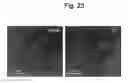Fig. 24 - NUCLEOTIDE REPEAT EXPANSION-ASSOCIATED POLYPEPTIDES AND USES THEREOF