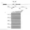 Fig. 25 - NUCLEOTIDE REPEAT EXPANSION-ASSOCIATED POLYPEPTIDES AND USES THEREOF