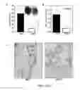 Fig. 03 - COMPOUNDS AND METHODS OF MODULATING ANGIOGENESIS