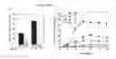 Fig. 06 - COMPOUNDS AND METHODS OF MODULATING ANGIOGENESIS
