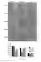 Fig. 12 - COMPOUNDS AND METHODS OF MODULATING ANGIOGENESIS
