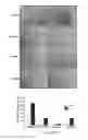 Fig. 13 - COMPOUNDS AND METHODS OF MODULATING ANGIOGENESIS