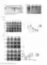 Fig. 02 - Method for promoting virus infection and increasing virus production, by using cell line having lost BST2 gene functions
