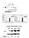 Fig. 05 - Method for promoting virus infection and increasing virus production, by using cell line having lost BST2 gene functions