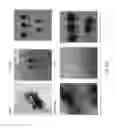 Fig. 136 - PROCESS OF AFOD AND AFCC AND MANUFACTURING AND PURIFICATION PROCESSES OF PROTEINS