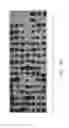 Fig. 93 - PROCESS OF AFOD AND AFCC AND MANUFACTURING AND PURIFICATION PROCESSES OF PROTEINS